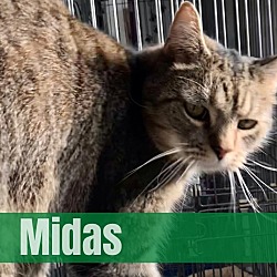 Photo of Midas