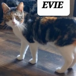 Thumbnail photo of Evie #2