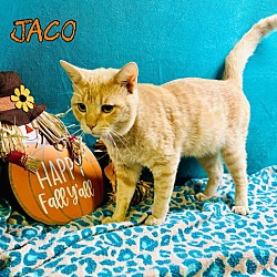 Thumbnail photo of Jaco #2