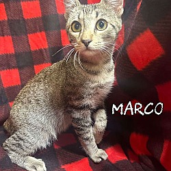 Thumbnail photo of Marco #2