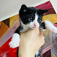 adopt a pet