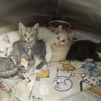 adopt a pet