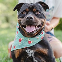 adopt a pet
