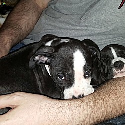 Thumbnail photo of Pit bull puppies #1