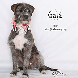 Thumbnail photo of Gaia #1