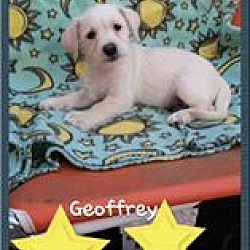 Thumbnail photo of Geoffrey #3