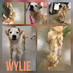Thumbnail photo of Wylie #2