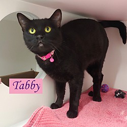Photo of Tabby