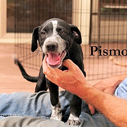 Thumbnail photo of PISMO #2