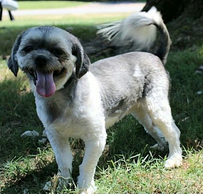 richmond, VA - Shih Tzu. Meet MIGHTY HANDSOME MILO a Pet for Adoption ...