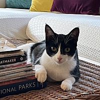 adopt a pet