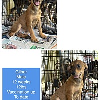 adopt a pet