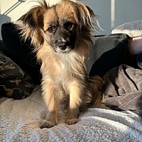 adopt-pet