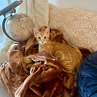 adopt a pet
