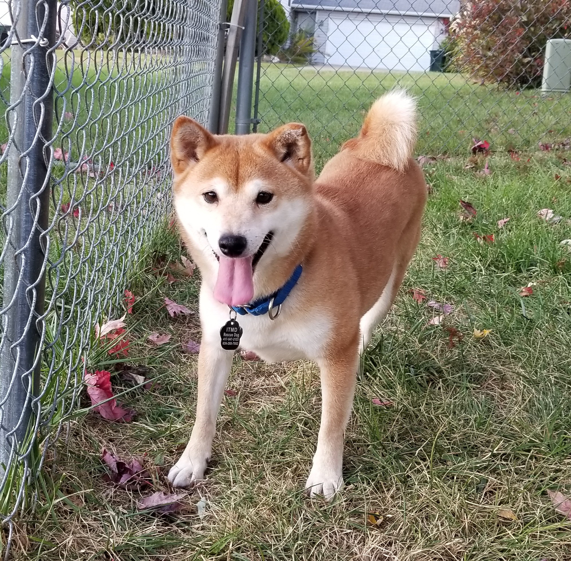 shiba mo dog