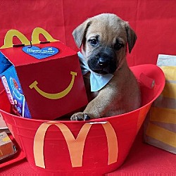 Thumbnail photo of Happy Meal #1
