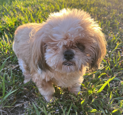 Fort Worth TX Shih Tzu Meet Cinnabon A Pet For Adoption AdoptaPet Com   830832715 