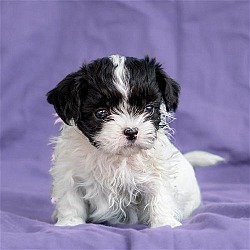 Thumbnail photo of Dora Pup - Swiper - Adopted! #4