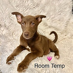 Thumbnail photo of Room Temp #1