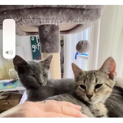 Thumbnail photo of Stripes & Little Grey/Bonded Siblings #3