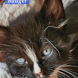 Thumbnail photo of Badger - At Petco #2