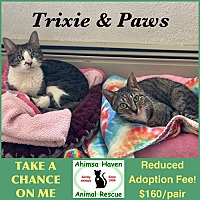 adopt a pet