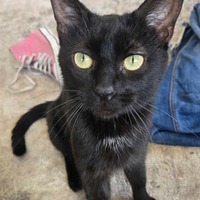 adopt-pet