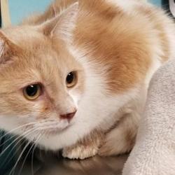 Baltimore Animal Rescue & Care Shelter in Baltimore, Maryland