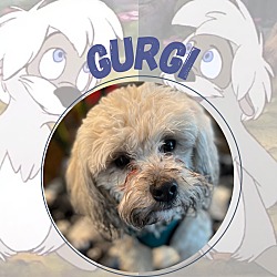 Photo of Gurgi