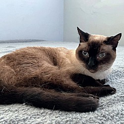 Fort Lauderdale, FL - Siamese. Meet Bella loves to cuddle! a Pet for ...