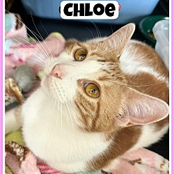 Photo of Chloe, Jenkintown PetSmart (FCID# 03/29/2024-111)
