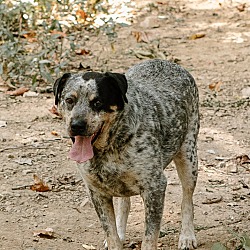 Photo of Bluefin (Foster-to-Adopt)