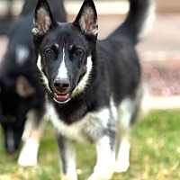 adopt-pet
