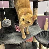 adopt a pet