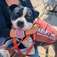 adopt a pet