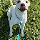 Adopt A Pet :: Larva - Lancaster, OH