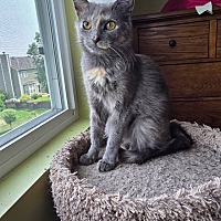 adopt-pet