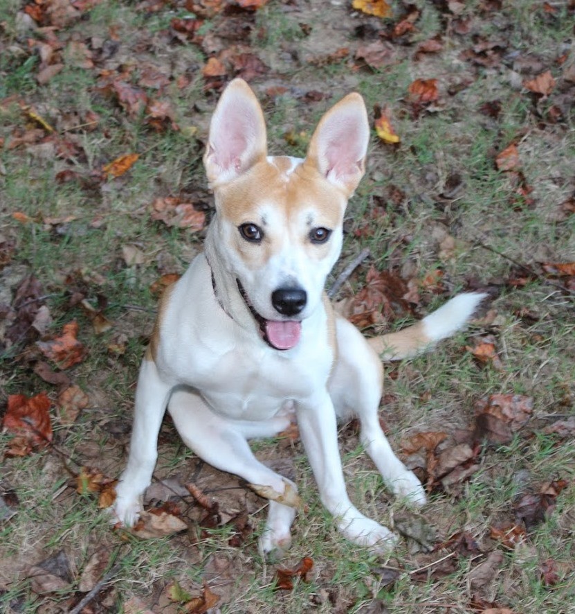 Burlington Vt Shiba Inu Meet Suzi A Pet For Adoption