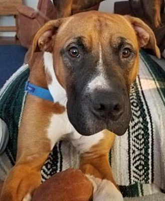 Lexington, KY - Boxer. Meet Bo a Pet for Adoption.