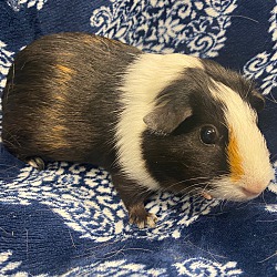 bonded pet photo
