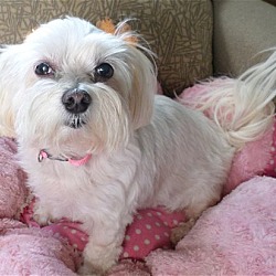 Photo of Lola*Adopted