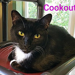 Photo of Cookout