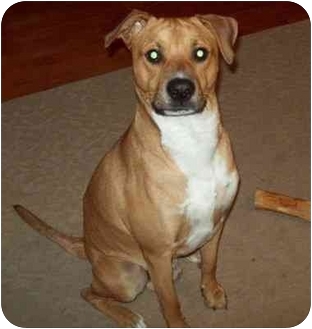 mountain feist pitbull mix