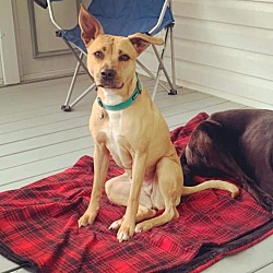 Photo of Koda