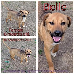 Photo of Belle