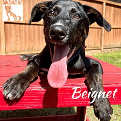 Thumbnail photo of Beignet #1