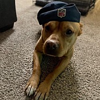 adopt a pet