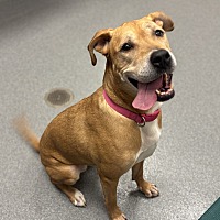 adopt a pet