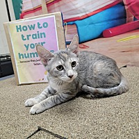 adopt a pet