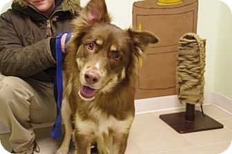 husky mix with chocolate lab